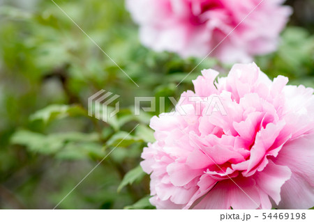 ボタンの花 ボタンの花 54469198