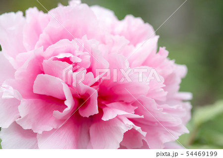 ボタンの花 54469199