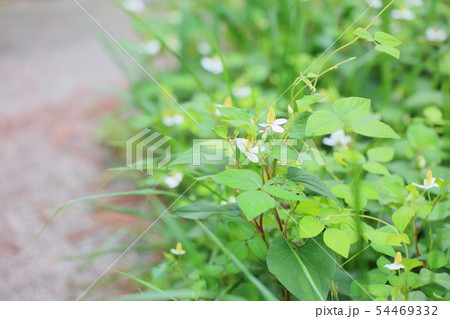 ドクダミの花 54469332