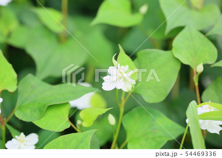 八重咲ドクダミの花 54469336