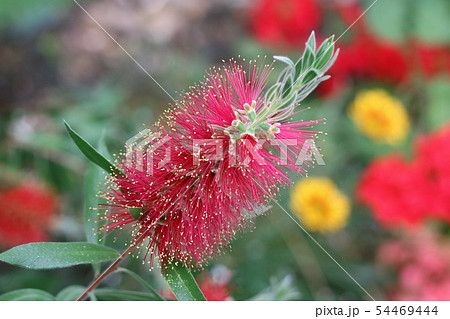 ブラシの木の花 ブラシの木の花 54469444