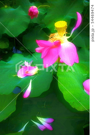 ハスの花咲くころ 54469474