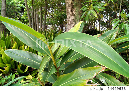 キフゲットウ 54469638