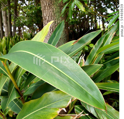 キフゲットウ キフゲットウ 54469639