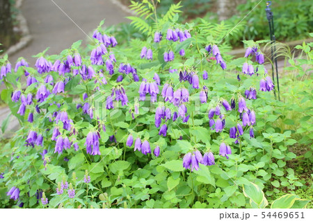 カンパニュラの花の写真素材