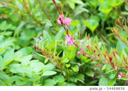 ガウラの花 54469656