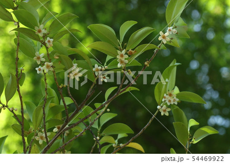 自然 植物 サカキ、花は下向き。真下からはこんなにきれいに見えます 自然 植物 サカキ、花は下向き。真下からはこんなにきれいに見えます 54469922