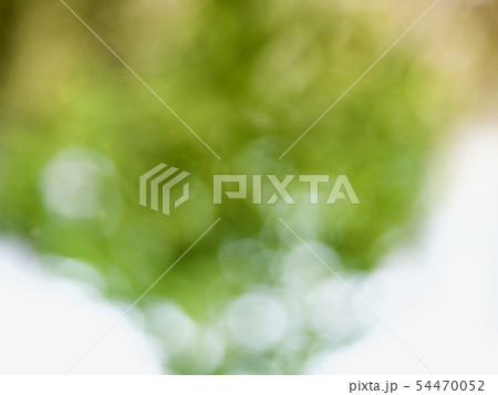 きれいな 葉 6 54470052