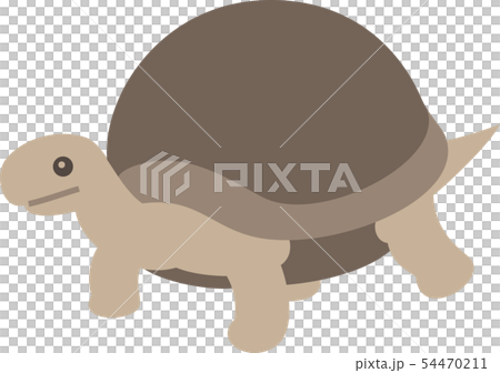 リクガメ 54470211