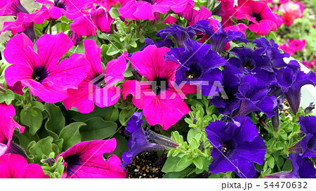 16 9 カラフルなペチュニア花壇の写真素材