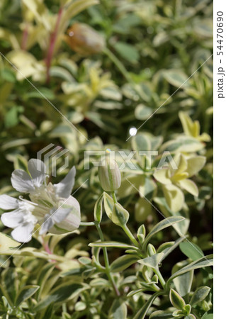 シレネ・ユニフローラの花の蕾 シレネ・ユニフローラの花の蕾 54470690