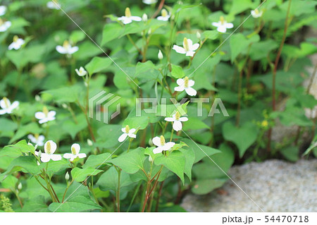 ドクダミの花 ドクダミの花 54470718