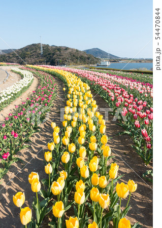 【愛知県】サンテガーデン　花祭り　サンテパルクたはら　　 54470844