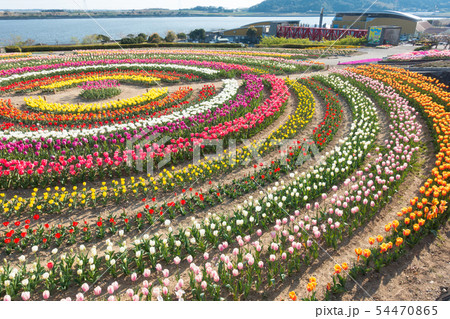 愛知県 サンテガーデン 花祭り サンテパルクたはら の写真素材