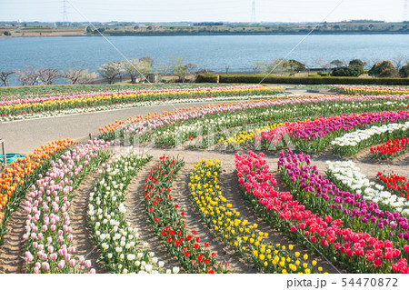 【愛知県】サンテガーデン　花祭り　サンテパルクたはら　　 54470872