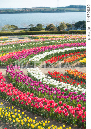 【愛知県】サンテガーデン　花祭り　サンテパルクたはら　　 54470880