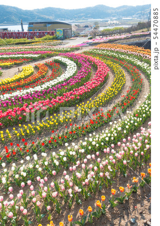 【愛知県】サンテガーデン　花祭り　サンテパルクたはら　　 54470885