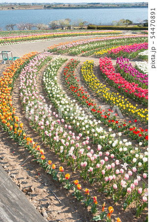 【愛知県】サンテガーデン 花祭り サンテパルクたはら 【愛知県】サンテガーデン 花祭り サンテパルクたはら 54470891