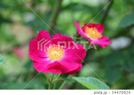 初夏に咲くツクシイバラ（筑紫茨） 54470924