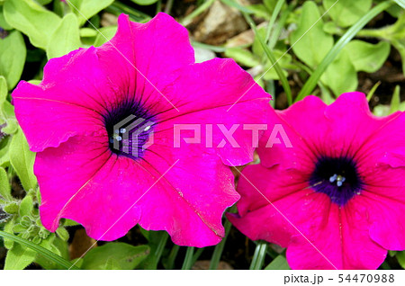 カラフルなペチュニア花壇 カラフルなペチュニア花壇 54470988