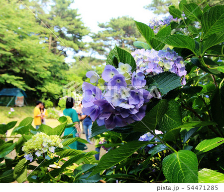 hydrangea suguk Festival in taejongsa temple hydrangea suguk Festival in taejongsa temple 54471285