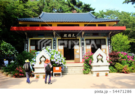 hydrangea suguk Festival in taejongsa temple hydrangea suguk Festival in taejongsa temple 54471286