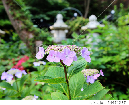 hydrangea suguk Festival in taejongsa temple hydrangea suguk Festival in taejongsa temple 54471287