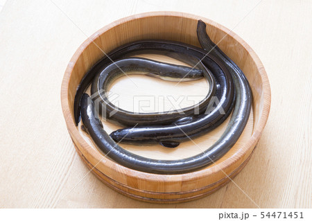 鰻の活魚 鰻の活魚 54471451