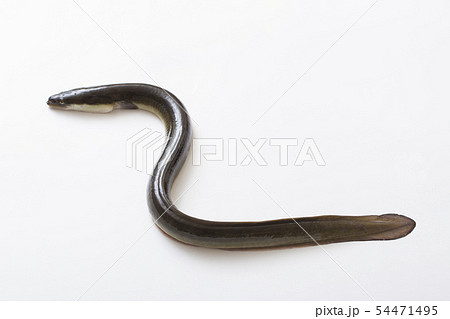 鰻の活魚 鰻の活魚 54471495