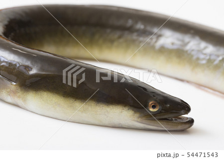 鰻の活魚 54471543