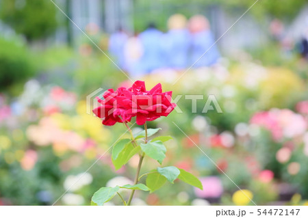 バラの花 パパメイアン バラの花 パパメイアン 54472147