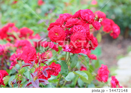 バラの花　ユーロピア―ナ 54472148