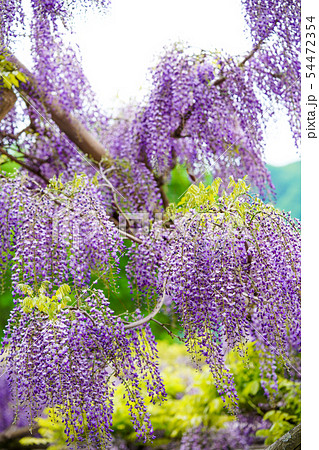 藤の花 藤の花 54472354