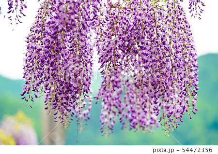 藤の花 藤の花 54472356