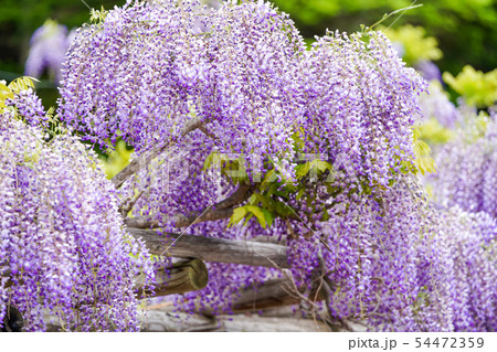 藤の花 54472359