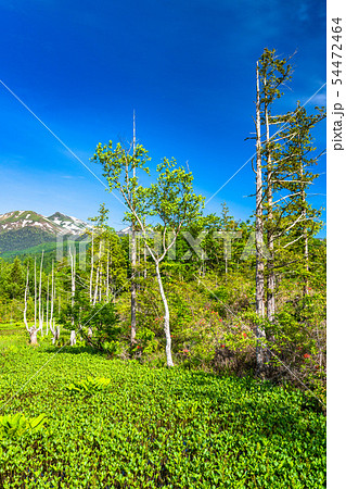 《長野県》新緑の乗鞍高原・どじょう池 54472464