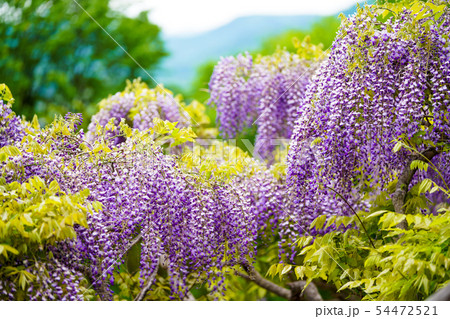 藤の花 藤の花 54472521
