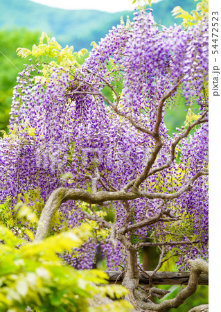 藤の花 54472523