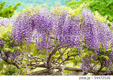 藤の花 藤の花 54472526