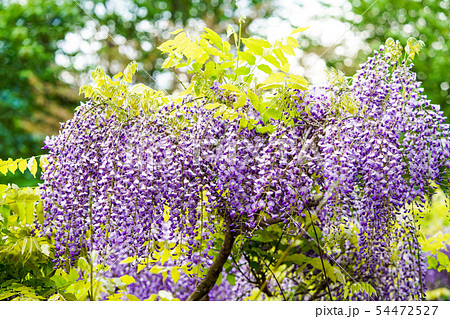 藤の花 54472527
