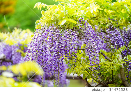 藤の花 藤の花 54472528