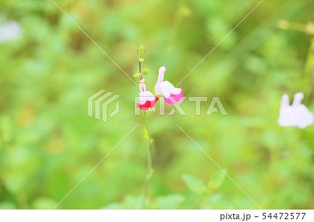 サルビアの花 ホットリップス サルビアの花 ホットリップス 54472577
