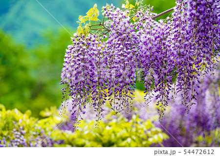 藤の花 藤の花 54472612