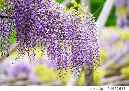 藤の花 藤の花 54472613