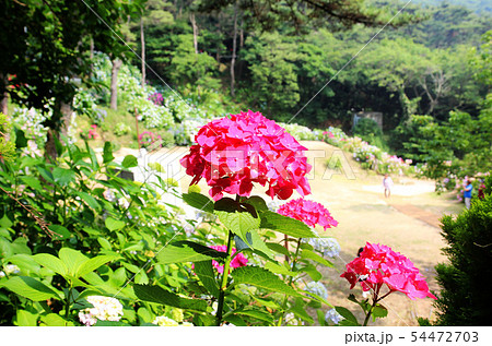 hydrangea suguk Festival in taejongsa temple 54472703