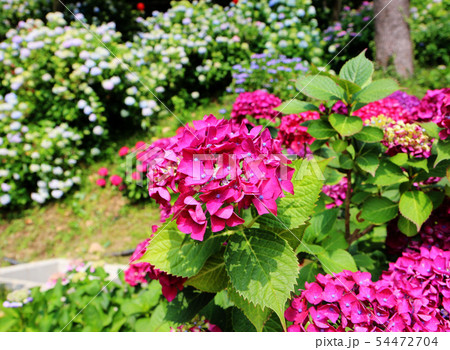 hydrangea suguk Festival in taejongsa temple hydrangea suguk Festival in taejongsa temple 54472704