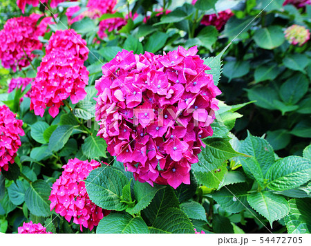hydrangea suguk Festival in taejongsa temple hydrangea suguk Festival in taejongsa temple 54472705
