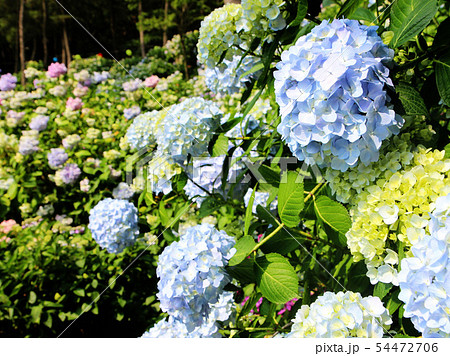 hydrangea suguk Festival in taejongsa temple hydrangea suguk Festival in taejongsa temple 54472706