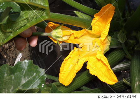 ズッキーニの花 雄花 雌花の写真素材
