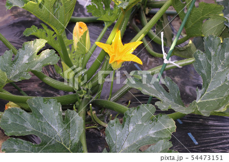 ズッキーニの花　雄花　雌花 54473151